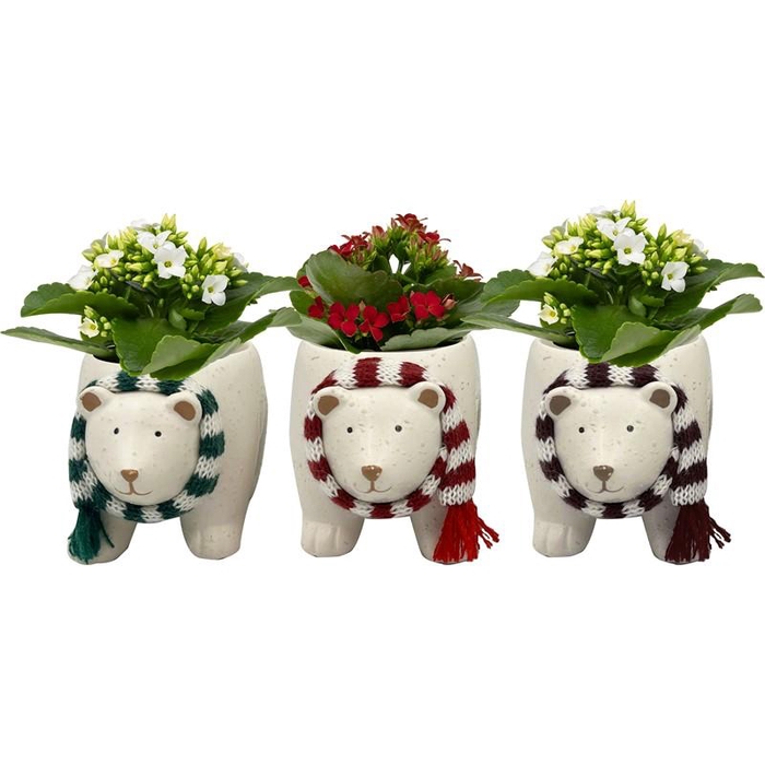 <h4>KALANCHOE BLOSSF p6 Chilly Bear</h4>