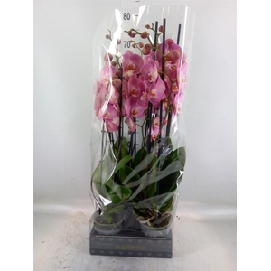 Phalaenopsis   ...