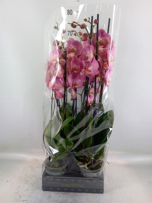 <h4>Phalaenopsis   ...</h4>