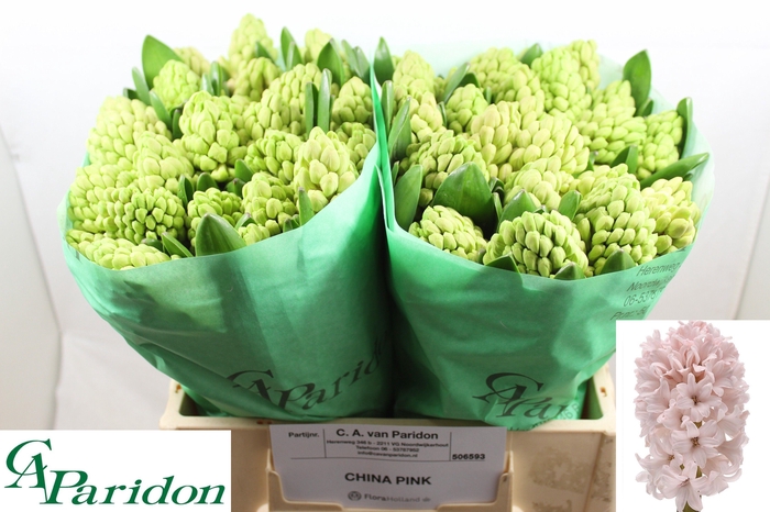 <h4>HYAC CHINA PINK</h4>