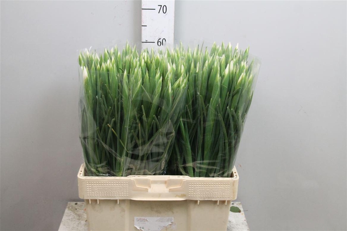 <h4>Iris White Magic</h4>