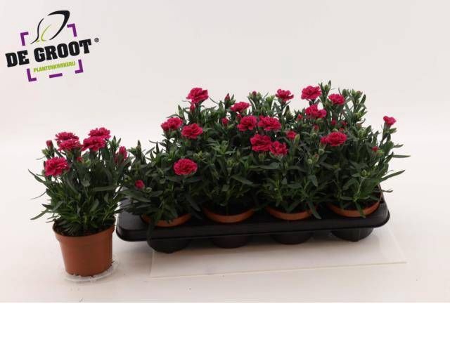 <h4>DIAN OSC PURPLE WING</h4>