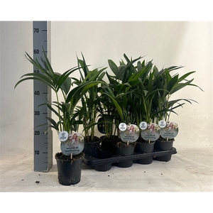 KENTIA - P13 H45 - 6PP - Air So Pure (Howea forsteriana)