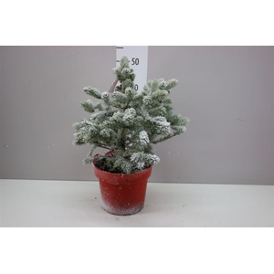 Picea Pu Super Blue Snow Rode Ompot