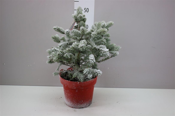 <h4>Picea Pu Super Blue Snow Rode Ompot</h4>