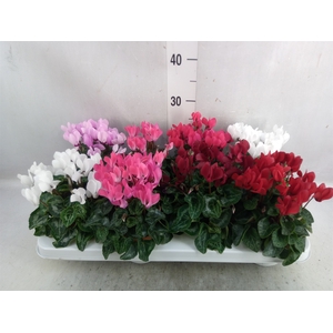 Cyclamen KL 'Compact'