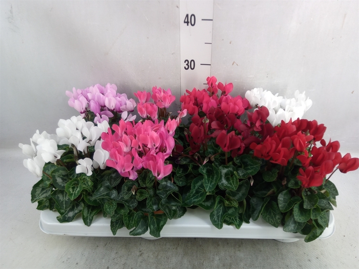 <h4>Cyclamen KL 'Compact'</h4>