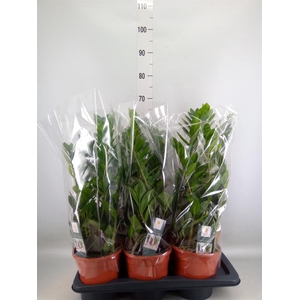 Zamioculcas zamiifolia