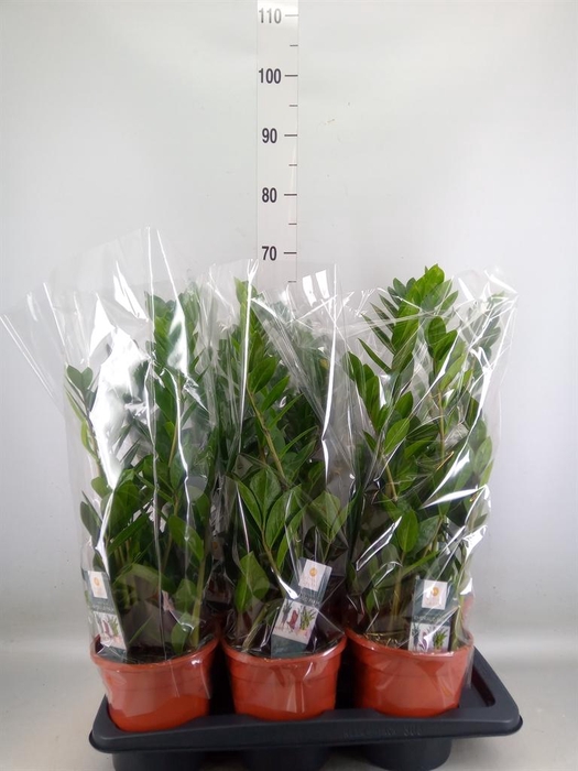 <h4>Zamioculcas zamiifolia</h4>
