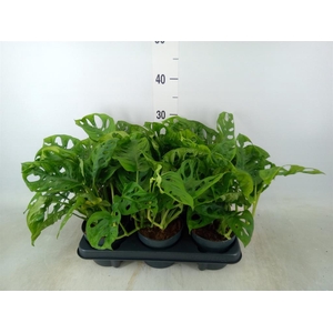 Monstera obliqua 'Monkey Mask'