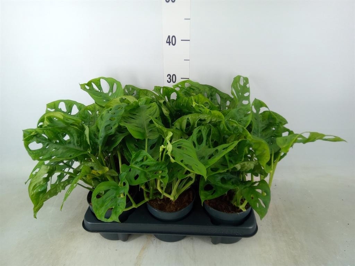 <h4>Monstera obliqua 'Monkey Mask'</h4>