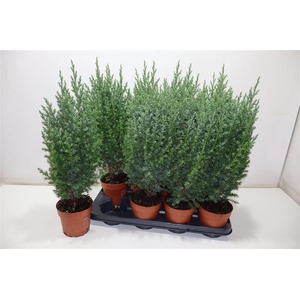 arr8 Juni Ch Stricta