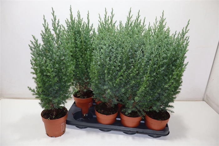 <h4>arr8 Juni Ch Stricta</h4>