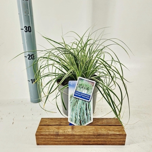 Carex oshimensis