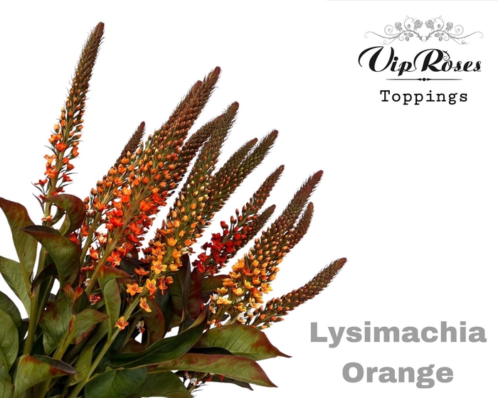 <h4>Lysimachia Orange</h4>