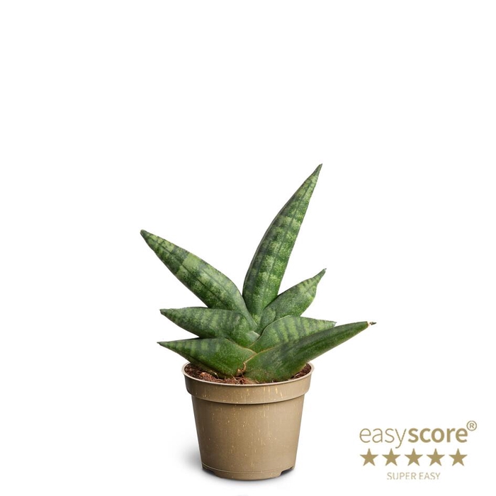 <h4>SANSEVIERIA BONCELLENSIS p6 starfish</h4>