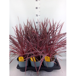 Cordyline   ...