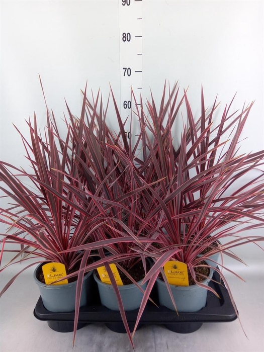 <h4>Cordyline   ...</h4>