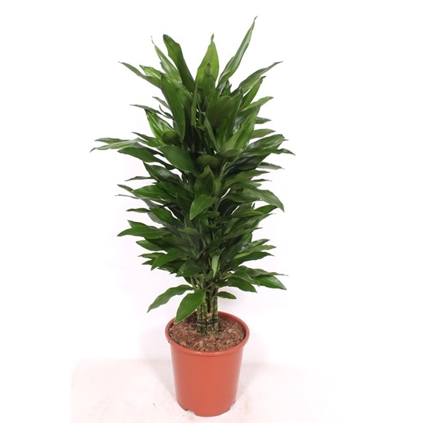 <h4>Dracaena Janet Lind</h4>