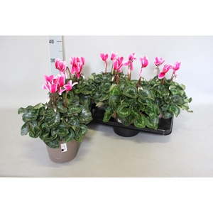 Cyclamen  Super Serie XXL Fuji Wine Red