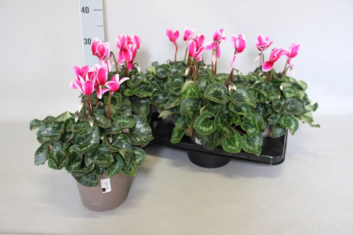 <h4>Cyclamen  Super Serie XXL Fuji Wine Red</h4>