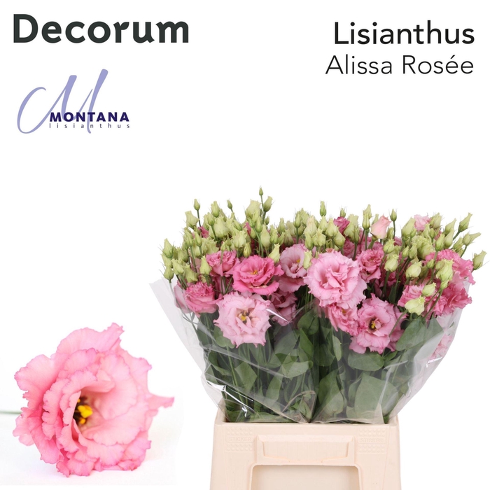 <h4>LIS G ALISSA ROSE PINK</h4>