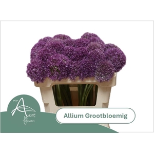ALLIUM GROOTBLOEMIG
