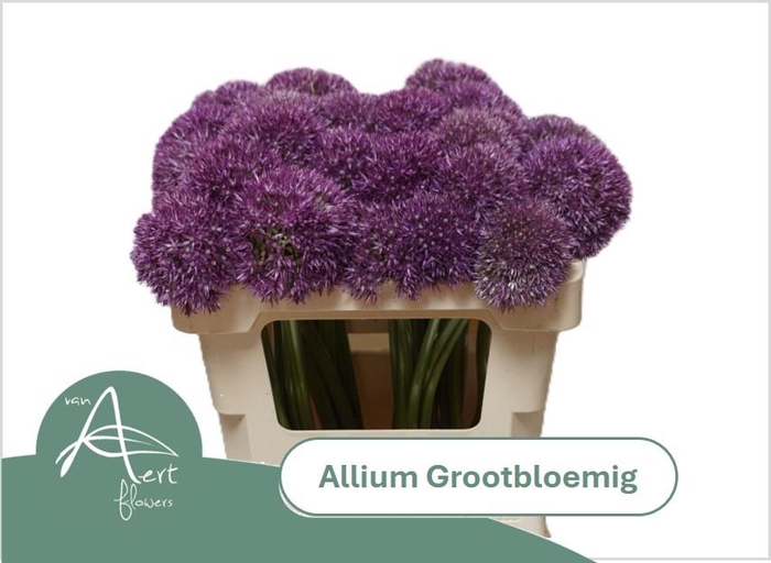 <h4>ALLIUM GROOTBLOEMIG</h4>