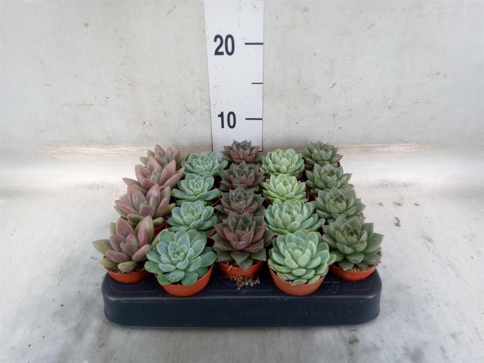 <h4>Echeveria   ...mix</h4>