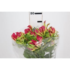 GLORIOSA 070 CM