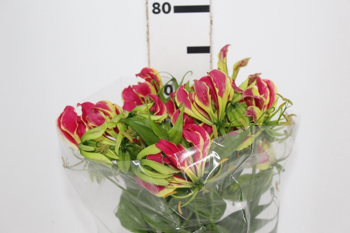 <h4>GLORIOSA 070 CM</h4>