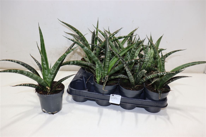 <h4>Sansev Trifascia Ov</h4>