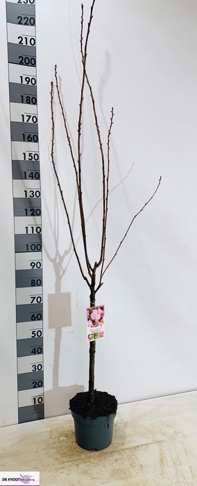 <h4>PRUN SE KANZAN</h4>