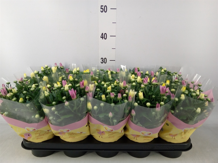 <h4>Chrysanthemum   ..mix/pot</h4>