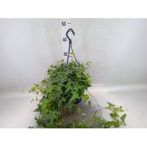 Hedera helix 'Mona Lisa'