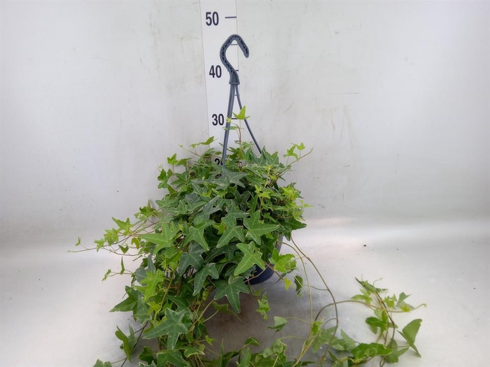 <h4>Hedera helix 'Mona Lisa'</h4>