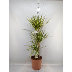 Dracaena marg. 'Sunray'