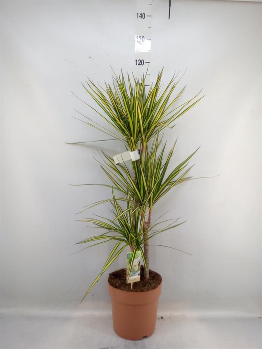 <h4>Dracaena marg. 'Sunray'</h4>