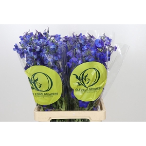 Delphinium Oriental Blue