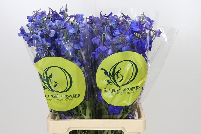 <h4>Delphinium Oriental Blue</h4>