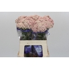 Ozothamnus Cooks Pink