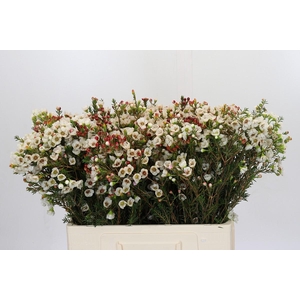 Chamelaucium Moonlight Delight