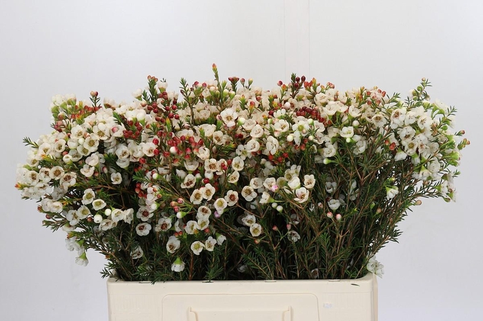 <h4>Chamelaucium Moonlight Delight</h4>