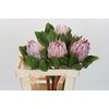 Protea Cynaroides