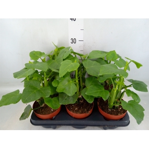 Cissus   ...
