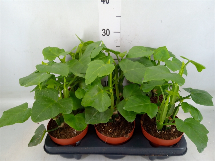<h4>Cissus   ...</h4>