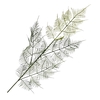 Asparagus Spray Green LV330124GRN