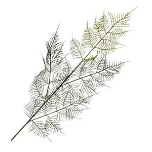 Asparagus Spray Green LV330124GRN