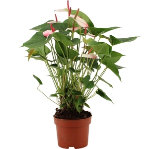 Anthurium 17 cm Amalia Elegance in transparant sleeve