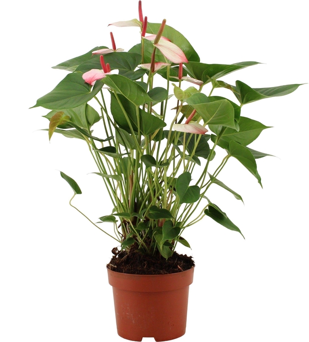 <h4>Anthurium 17 cm Amalia Elegance in transparant sleeve</h4>